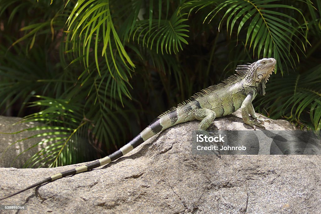 Green Iguana resting on a rock in a tropical climate Green Iguana resting on a rock in a tropical climate, full length side view, head up. Green Spiny Lizard Stock Photo