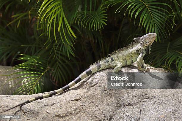 Green Iguana Resting On A Rock In A Tropical Climate Stock Photo - Download Image Now