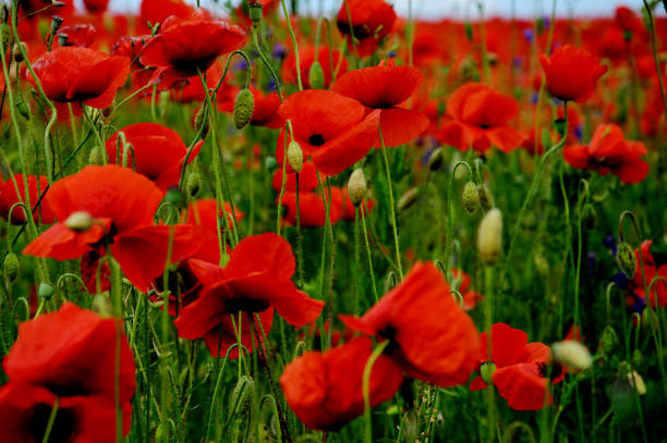 Red Poppies, Grown to Remember the Fallen in World War One. Canon 5DMkii Lens EF100mm f/2.8L Macro IS USM ISO 50