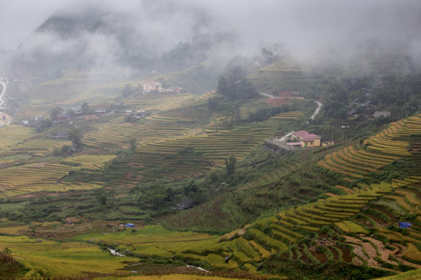 istock The rice terrace farm 538895856