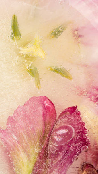 istock abstraction with frozen flowers tulips 538895880