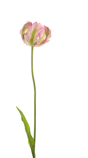 Beautiful delicate pink and green mottled gentle tulip, parrot varieties with green leaves and delicate long stem, isolated on white background