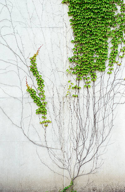 parete di cemento parzialmente coperto con frutti foglie di vite - ivy wall green vine foto e immagini stock
