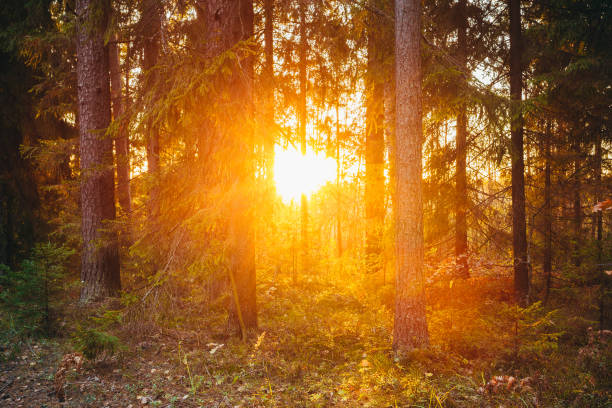 istock Sun shining through trees. Beautiful bright Sunset Sunrise  Autumn Forest. 538897106
