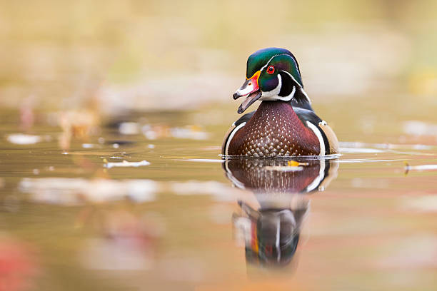 istock Wood duck drake 538898294