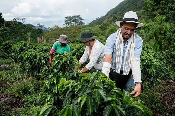 Happy group of Colombian farmers collecting coffee beans at a farm and harvesting the crop