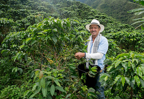 istock Happy farmer harvesting Colombian coffee 538899114