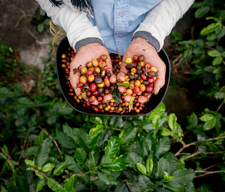 Collecting raw coffee beans at a Colombian farm - harvesting concepts