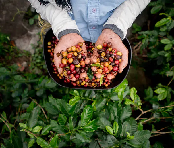 Collecting raw coffee beans at a Colombian farm - harvesting concepts
