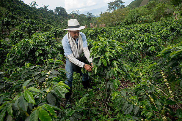 Colombian man working at a coffee farm collecting the beans - agriculture concepts