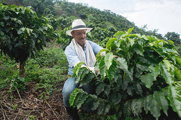 istock Colombian farmer collecting coffee 538899510
