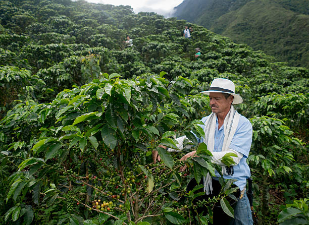 istock Colombian farmer working at a coffee farm 538899684
