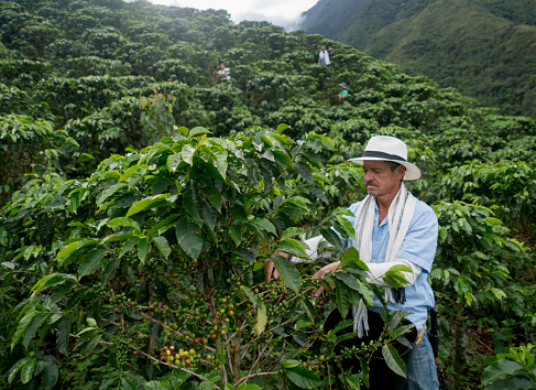 Colombian farmer working at a coffee farm collecting the beans - harvesting concepts