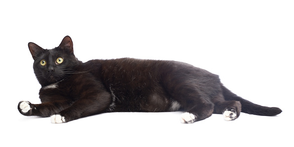 Lying on the floor black cat isolated over the white background