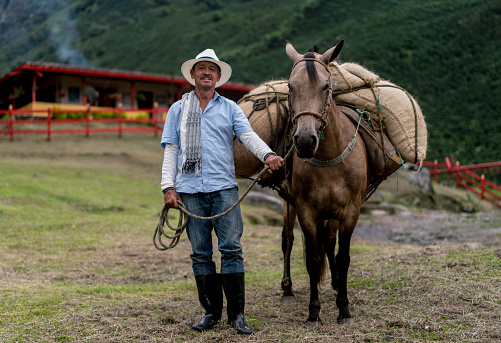 Colombian farmer carrying coffee crop in sacks on a horse - agriculture concepts