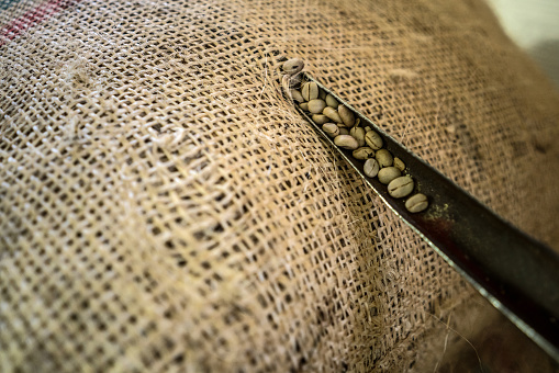 Looking inside a sack of Colombian coffee