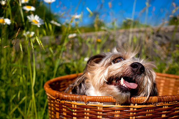 istock Cute fluffy mutt peeking out of basket 538901072