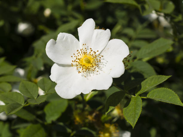 istock Blooming wild rose flower macro, shallow DOF, selective focus 538901326