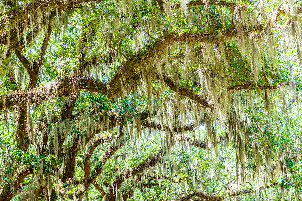 istock beautiful OAK alley 538901355
