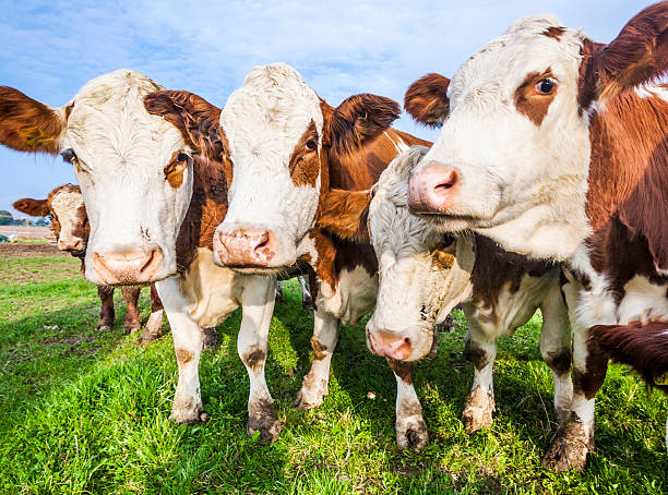 istock cattles at a meadow waiting for feeding 538901365