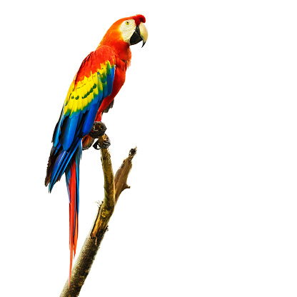 Scarlet macaw bird sitting on branch, isolated on white background.