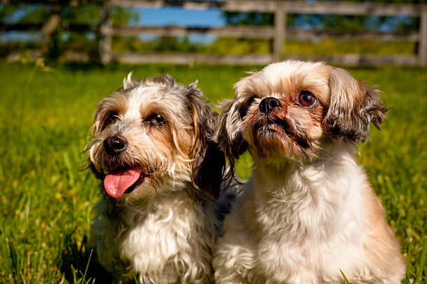 istock Two adorable fluffy lap dogs sitting side by side 538901580