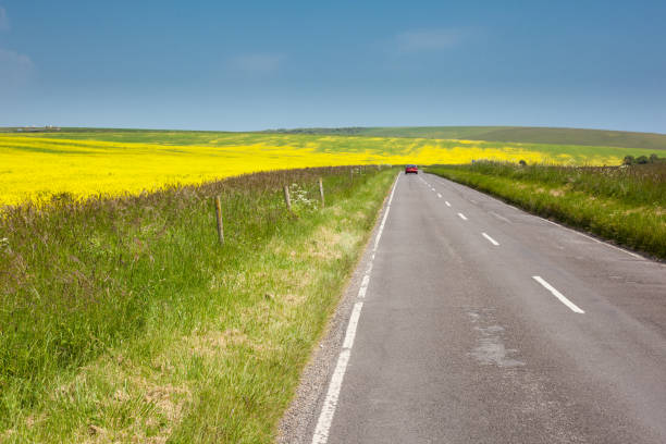 istock Yellow rapeseed fields, East Sussex, UK 538902096