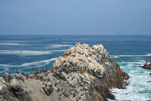 istock Seabirds on the Coast of Chile 538903162