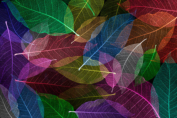 istock Rainbow colorful Skeleton magnolia leaves, black background 538903536