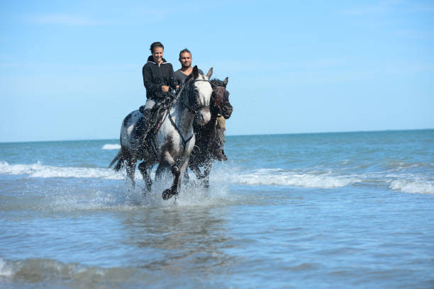 istock young people riding horses on beach in sunny summer day 538904358