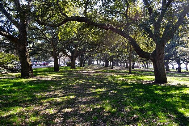 istock Alley of trees 538904493