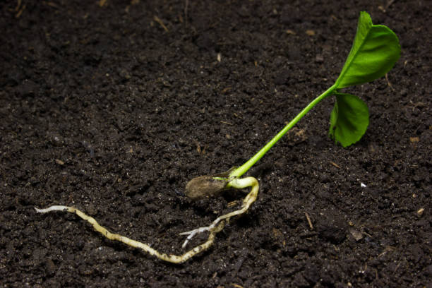 istock Young green sprout on the soil. 538906226