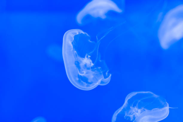 istock Beautiful jellyfish in aquarium 538906484
