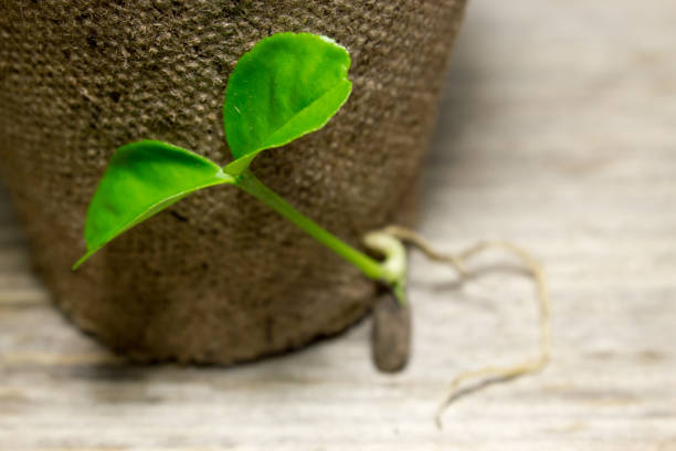 istock Young green sprout on the soil. 538906684