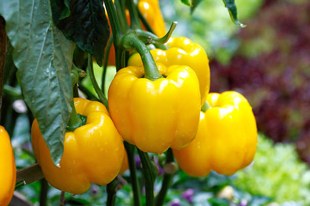 단고추 - yellow bell pepper 뉴스 사진 이미지