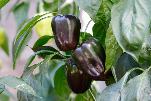 Purple bell pepper (sweet pepper) on the pepper tree