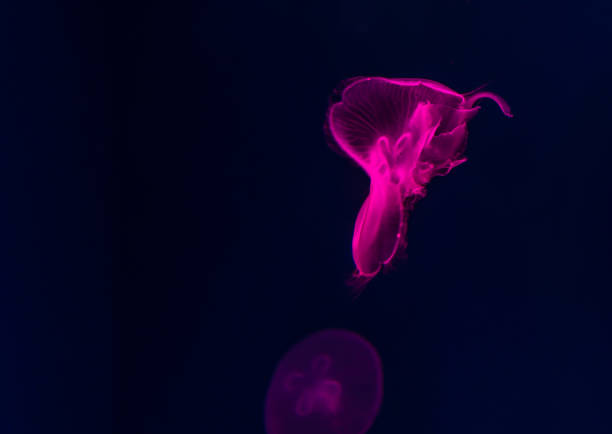istock Beautiful jellyfish in aquarium 538907664