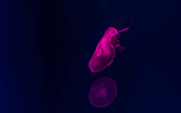 istock Beautiful jellyfish in aquarium 538907798