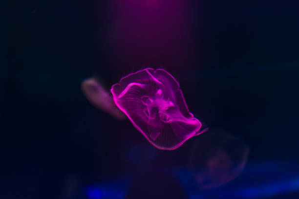 istock Beautiful jellyfish in aquarium 538908024