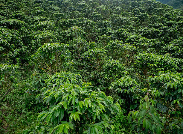 istock Colombian coffee plantation 538908534