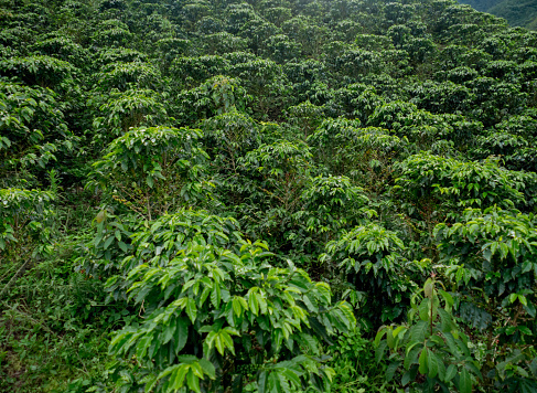 Beautiful plantation of Colombian coffee - agriculture concepts