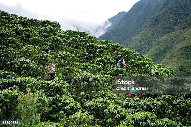 Group Of Farmers Collecting Coffee Beans Stock Photo - Download Image Now - Coffee Crop, Plantation, Colombia