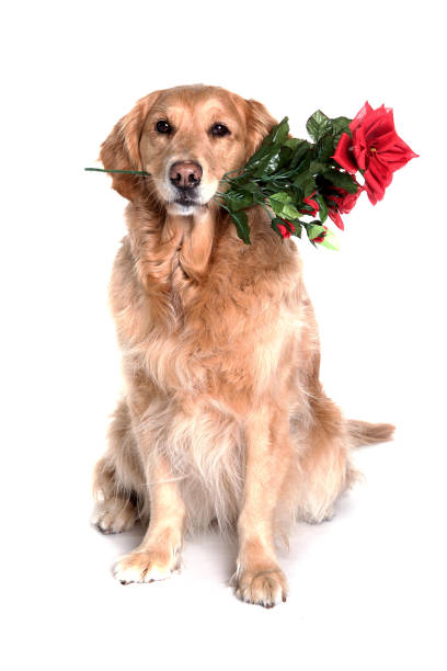 istock golden retriver with flower in mouth 538908918