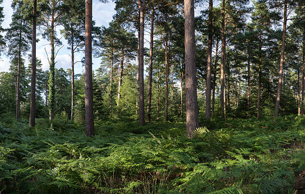 istock Panorama landscape lush green forest in Summer 538913849