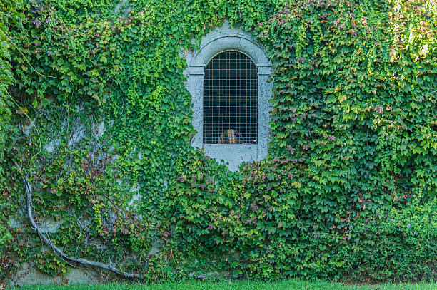 Ivy-covered wall with single arched opening secured by iron lattice. Ivy is multiple shades of green, from bright to dark and shaded. Portion of wicker chair is visible through opening. Serene, intriguing. Space for text l, r, and lower third.