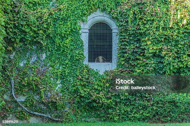 Wall With Ivy And Arched Ironlattice Opening Stock Photo - Download Image Now - Claremont - California, California, University