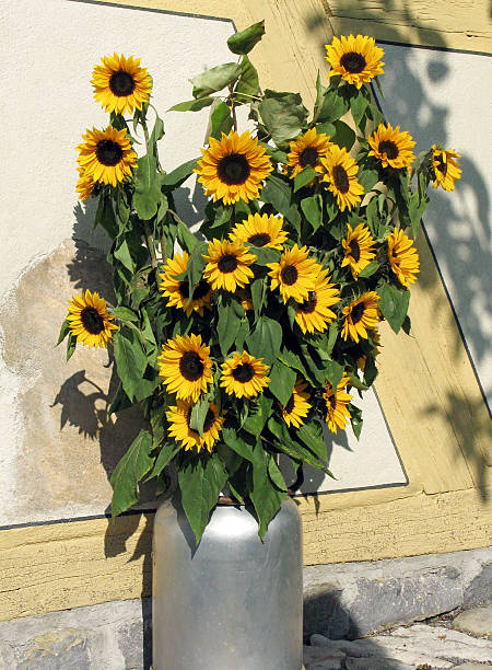 istock Bunch of sunflowers 538914435