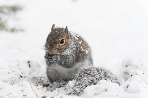 An Eastern Grey Squirrel sitting in the snow eating black oil sunflower seeds from a birdfeeder.