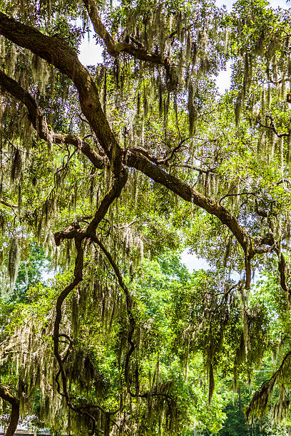 istock beautiful OAK alley 538915093