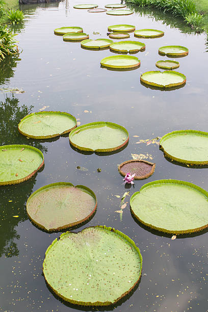 istock Victoria waterlily leaf in canal 538915163